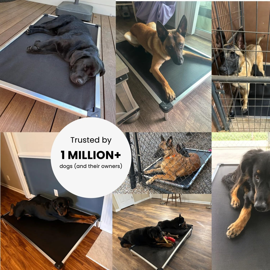 Chew Proof Elevated Cot Bed, L, Black Mesh | Virtually Indestructible Bed for Aggressive Chewers, Comes Preassembled, Indoor/Outdoor/Crate Use, Large: 41" X 27"