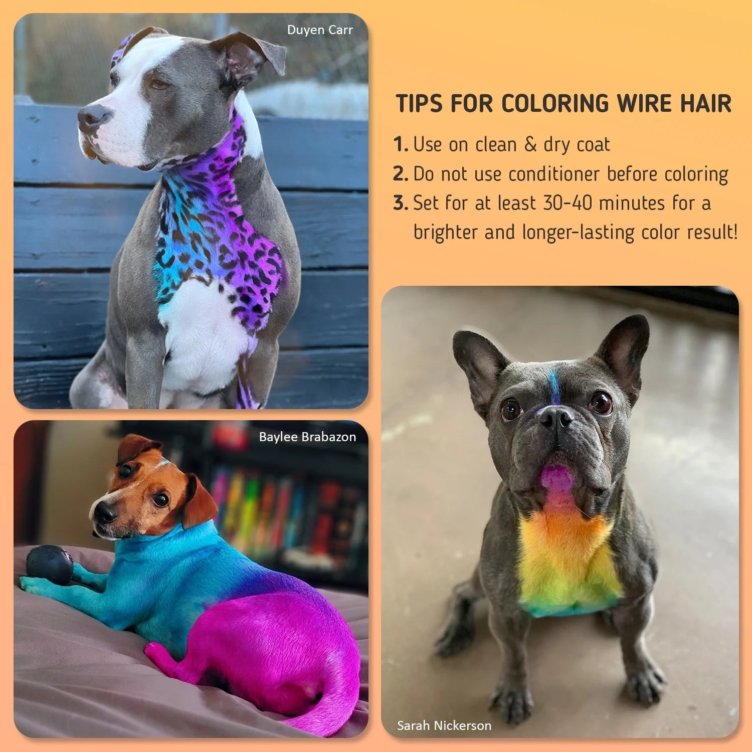 Permanent Dog Hair Dye, Pet Hair Dye Safely Used by Grooming Salons for a Decade, Pet Safe Dye Lasts over 20 Washes, Bright Color for Dogs and Horses (Ardent Orange)